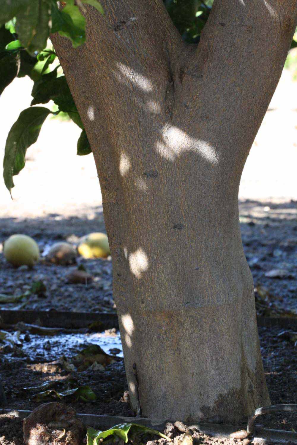            Bark (Riverside, CA)   